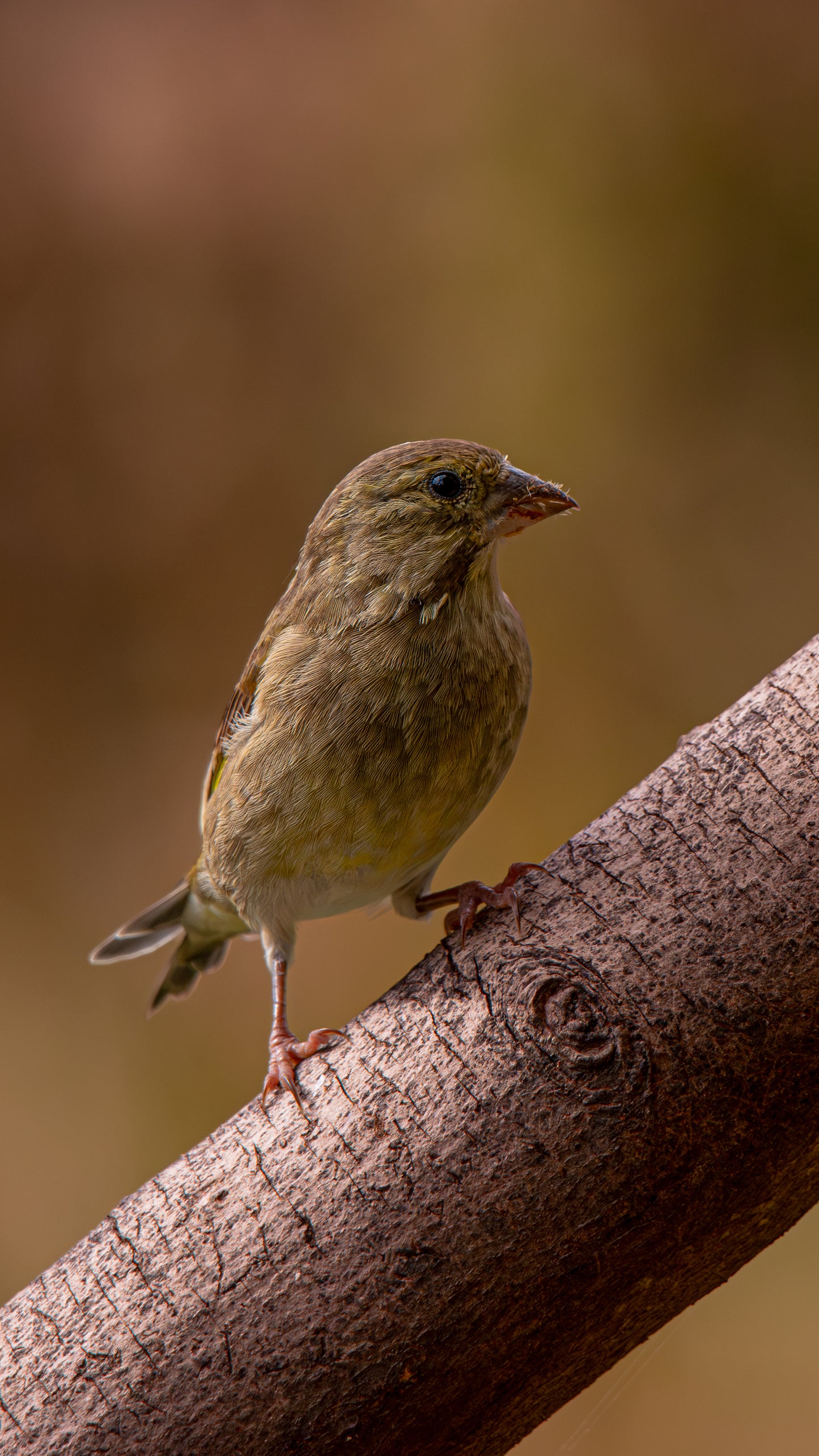 Female Green finch - FREE Digital Download / I phone / Android - Screensaver.