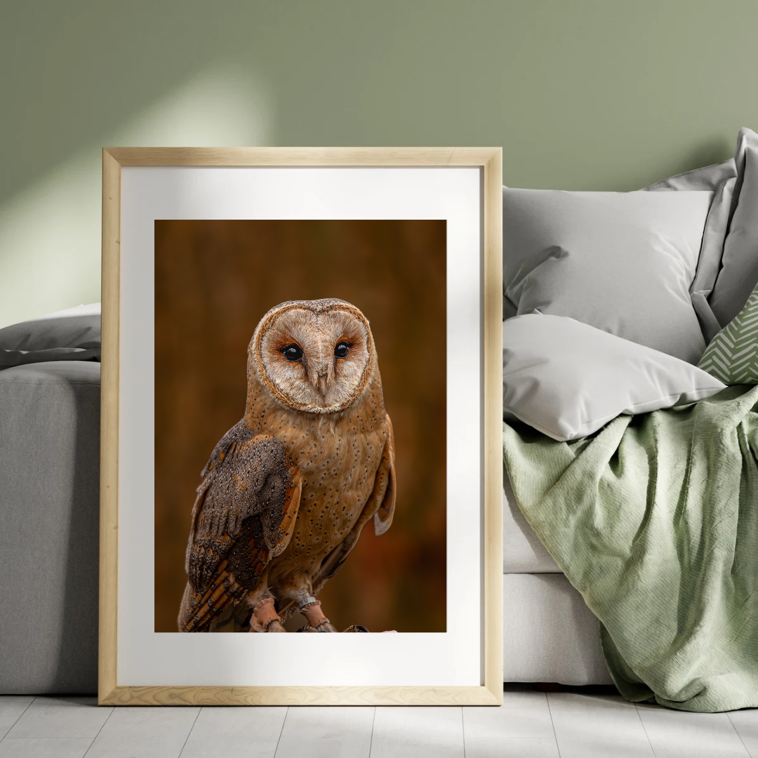 Silent Flight – Barn Owl Portrait