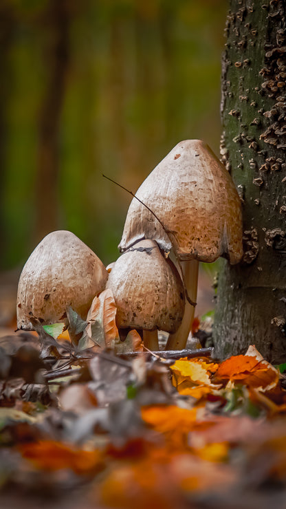 Mushroom - FREE Digital Download / I phone / Android - Screensaver.