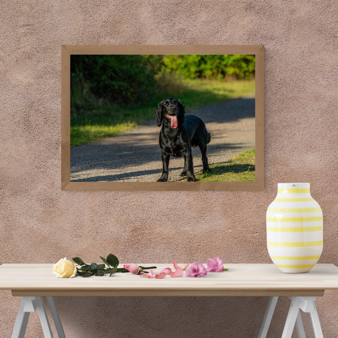 Springer Spaniel Wall Art Print – Dog Photography for Home Décor