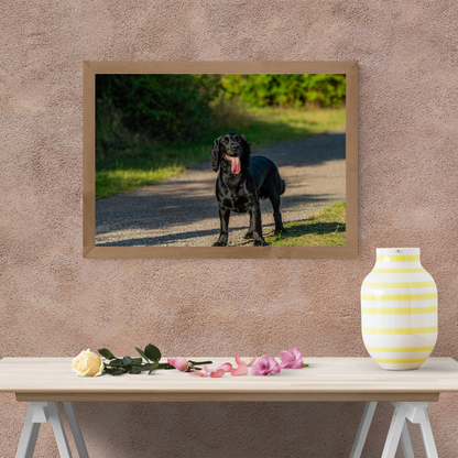 Springer Spaniel Wall Art Print – Dog Photography for Home Décor