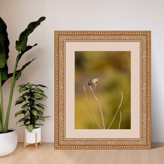 Striking White throat in Golden Morning Mist – Nature Print
(Portrait)