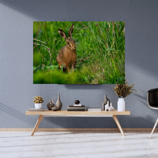 Wild Brown Hare (landscape).