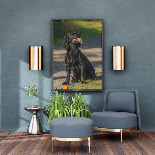 Springer Spaniel Wall Art Print – Dog Photography for Home Décor