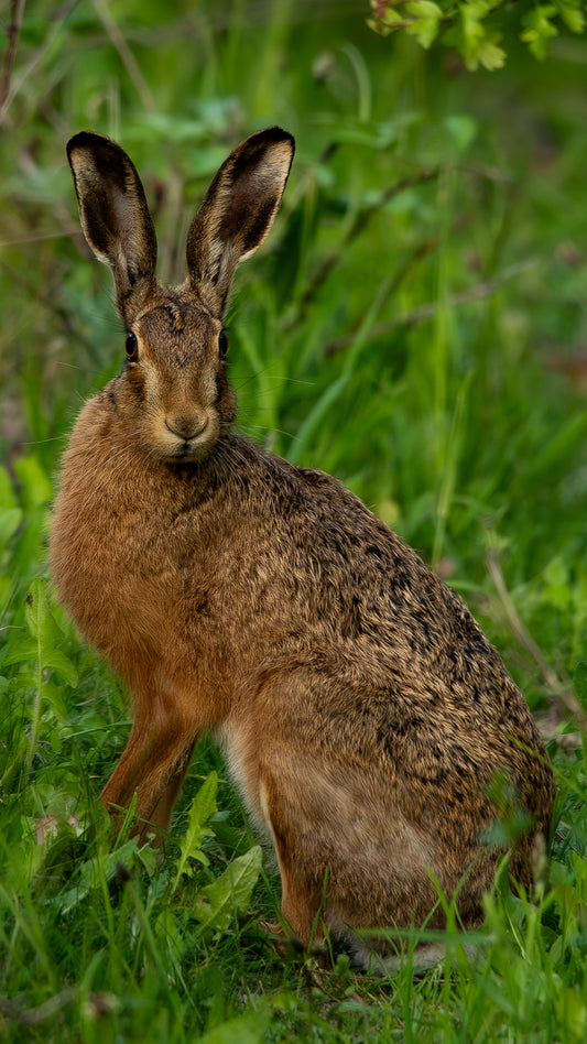 Brown  Hare - FREE Digital Download / I phone / Android - Screensaver.