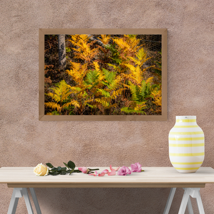 Tranquil Summer meets Autumn Green and Yellow Woodland Path fern – Nature Photography for Calm and Mindfulness.