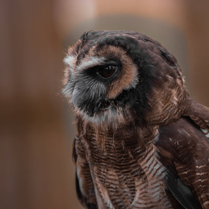 Indian wood owl portrait.