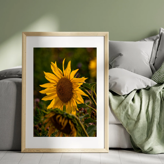 Beautiful Sunflower Portrait – Vibrant Yellow Wall Art Print