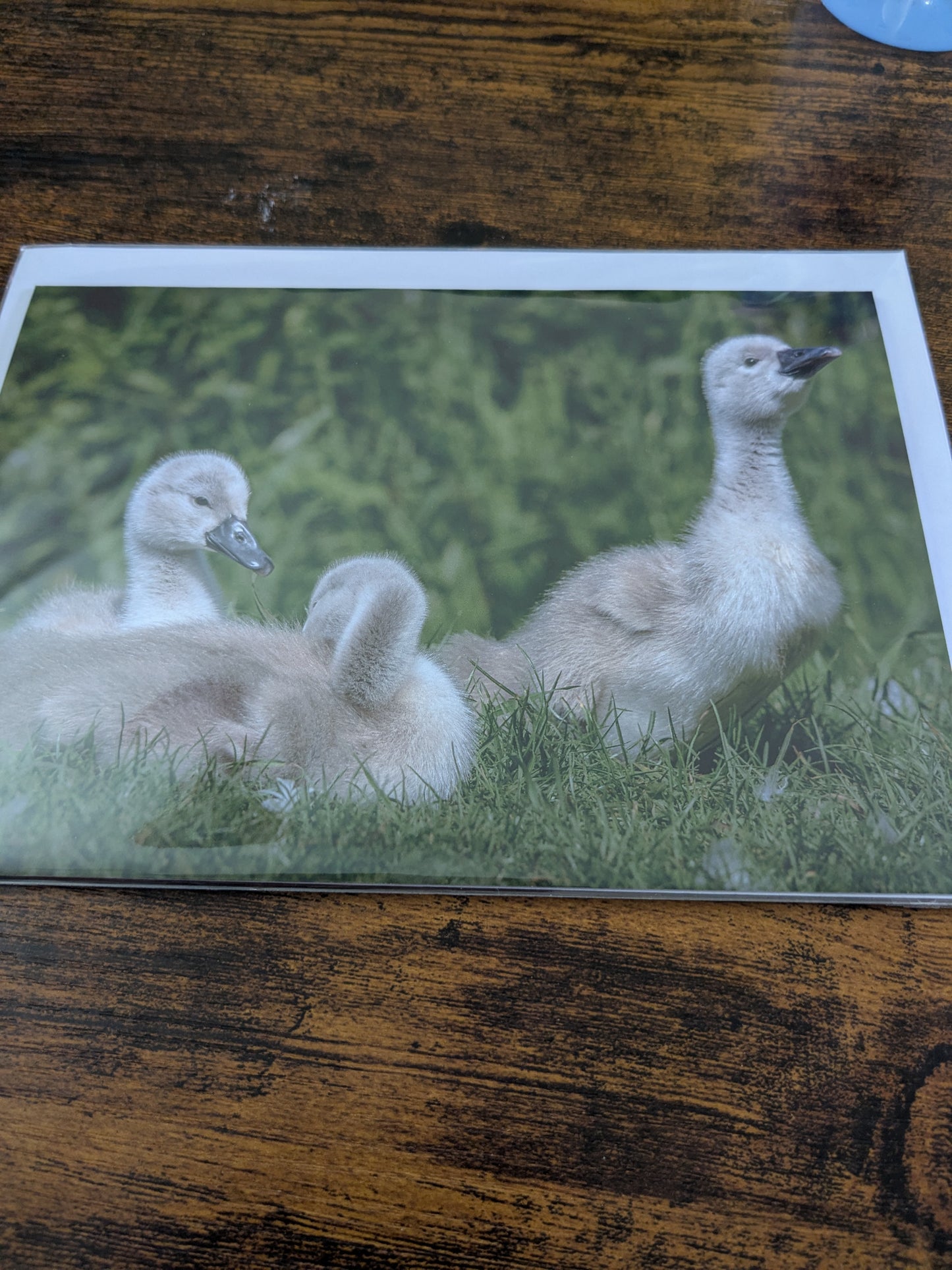 Cygnet companions/Nature and wildlife Magic – A5 Blank Greeting Card
