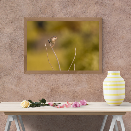 Striking White throat in Golden Morning Mist – Nature Print
(Landscape)