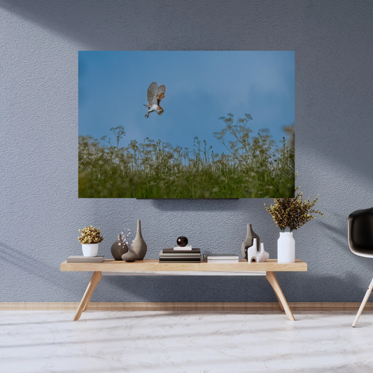 "Silent Flight" – Barn Owl Hunting in a Meadow of Wildflowers.
