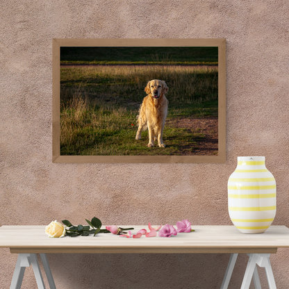 Striking Golden Retriever Wall Art Print – Dog Lovers Home Décor