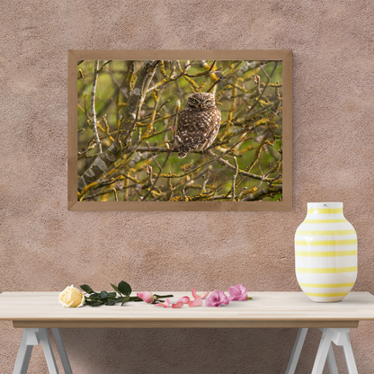 "Striking Little Owl Print – Woodland Wildlife Wall Art"