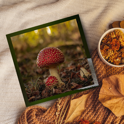 Agaric Mushroom portrait.