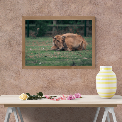 Majestic David’s Deer Wildlife Photography Print.