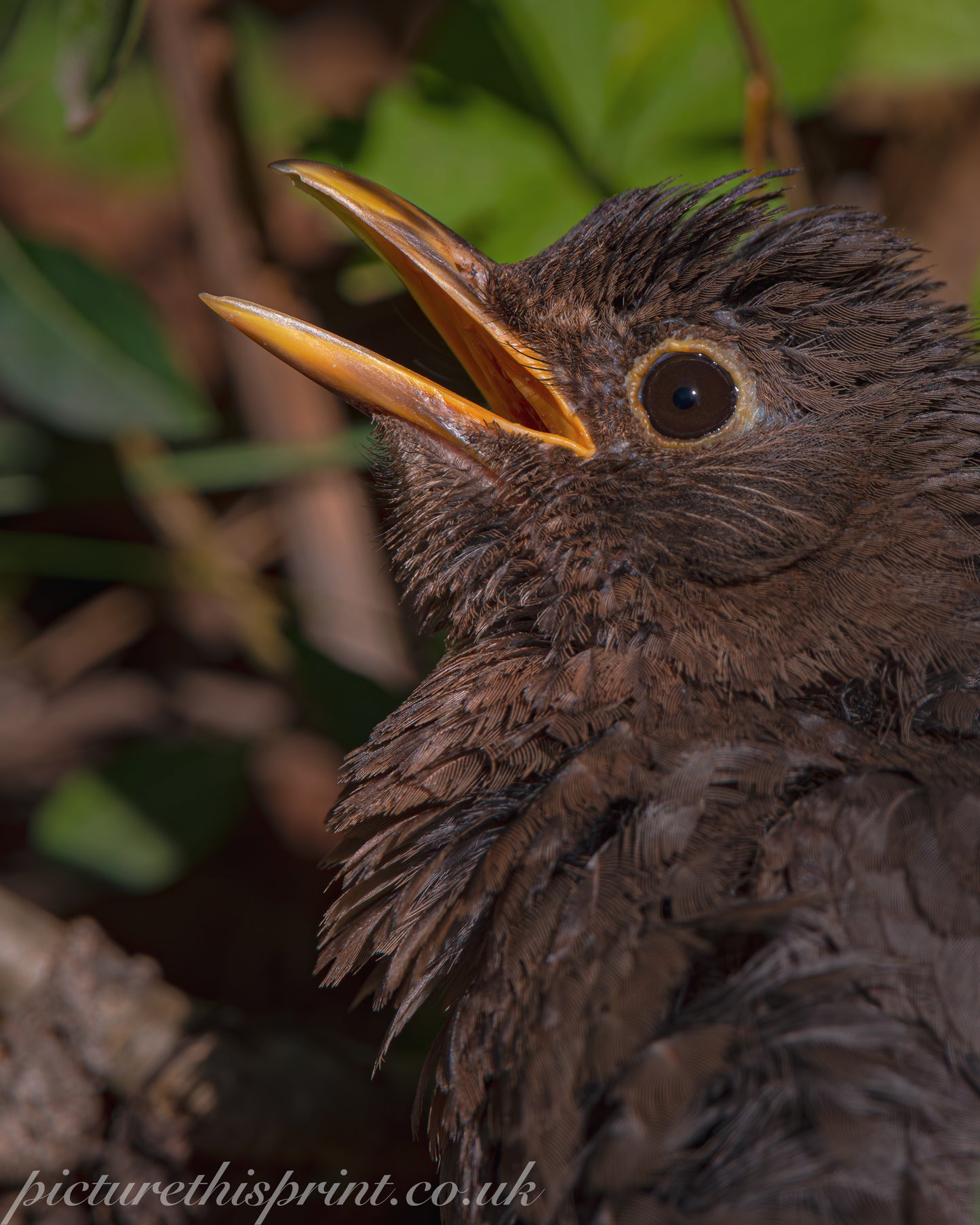 Blackbird portrait - FREE Digital Download / I phone / Android - Screensaver.