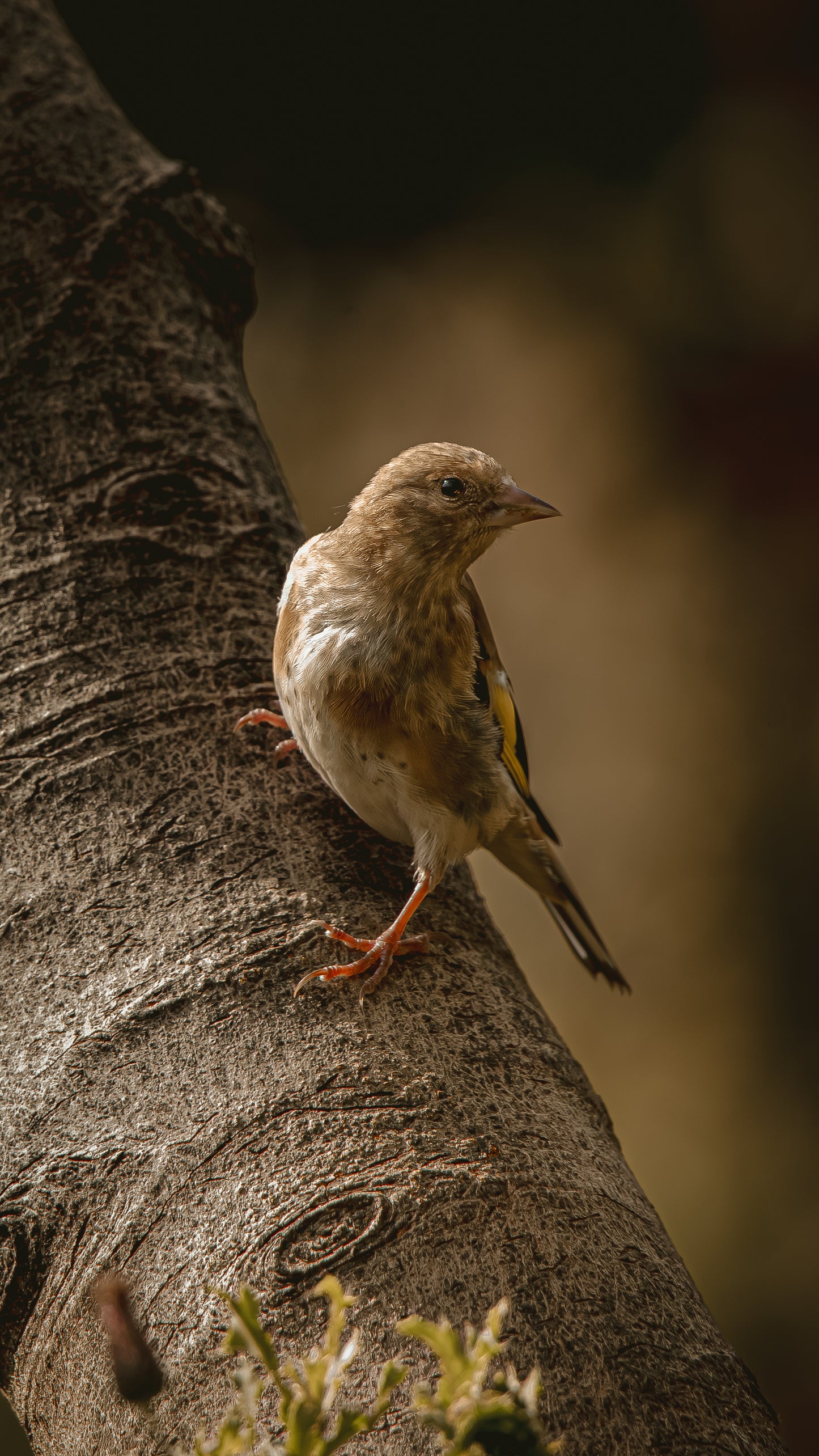 Gold finch - FREE Digital Download / I phone / Android - Screensaver.