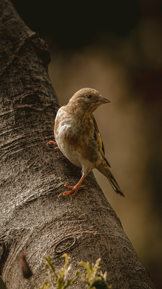 Gold finch - FREE Digital Download / I phone / Android - Screensaver.