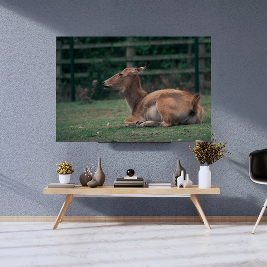 Majestic David’s Deer Wildlife Photography Print.