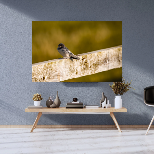 Barn Swallow Photography Print – Countryside Wildlife Wall Art, Nature Photography for Bird Lovers