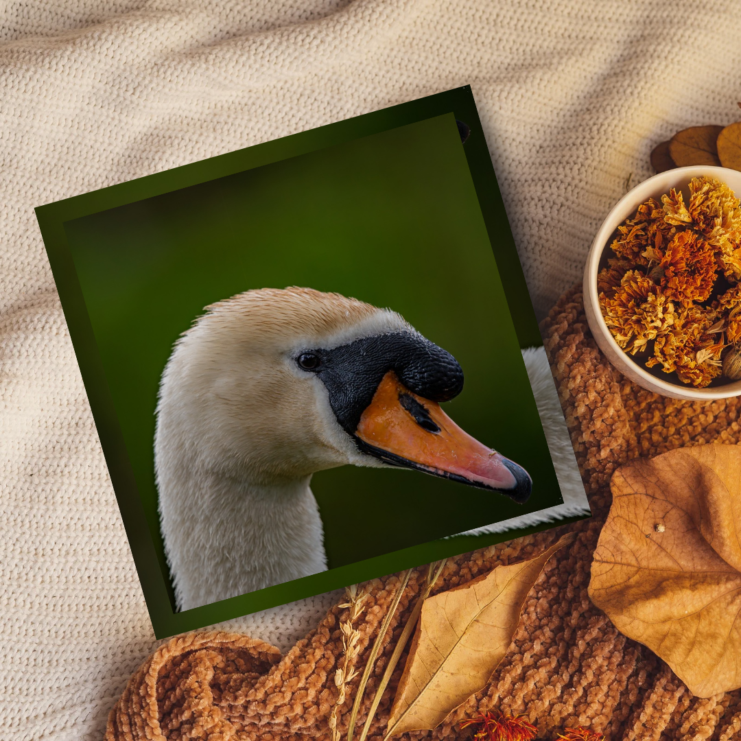 Swan portrait