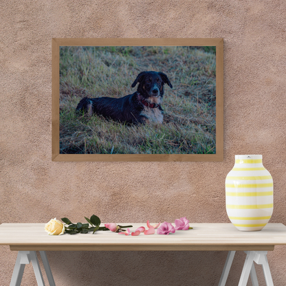 Border Collie Resting in the Grass – Tranquil Countryside Moment