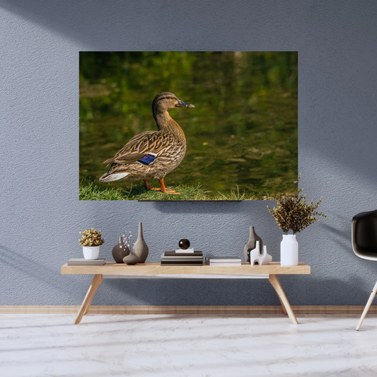 "Still Waters – Female Mallard Duck at the Edge"