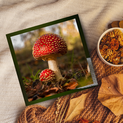 Fly Agaric Mushroom portrait.