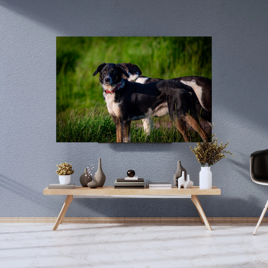 Border Collie portrait – Tranquil Countryside Moment