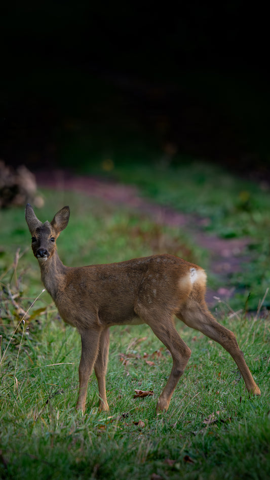 Roe deer - FREE Digital Download / I phone / Android - Screensaver.