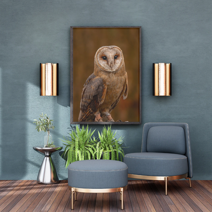 Silent Flight – Barn Owl Portrait