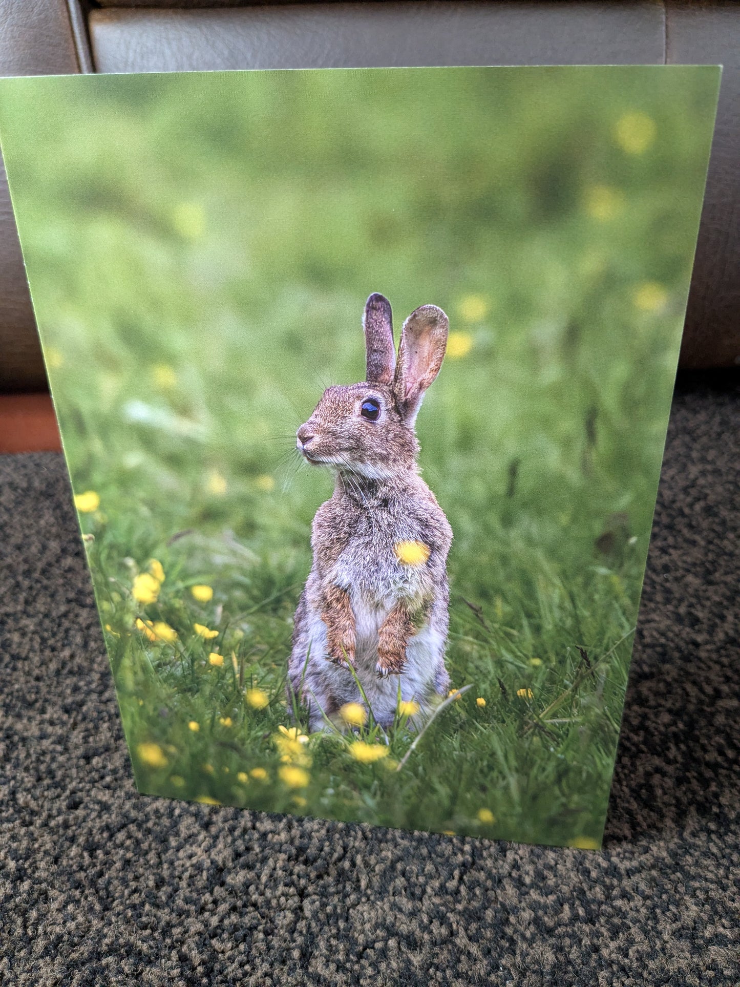 Buttercup bunny – A5 Blank Greeting Card