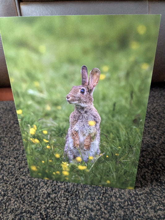 Buttercup bunny – A5 Blank Greeting Card
