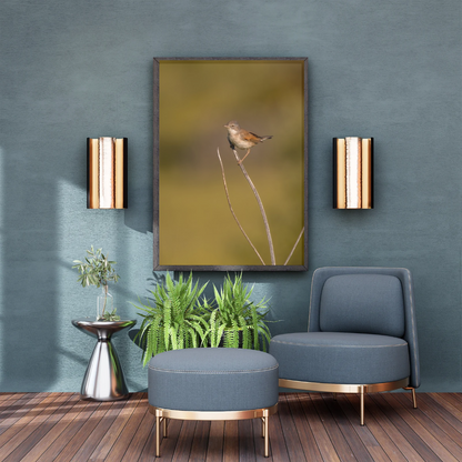 Striking White throat in Golden Morning Mist – Nature Print
(Portrait)