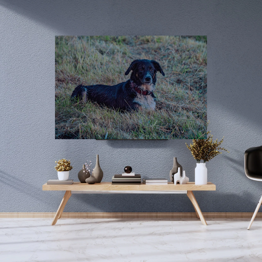 Border Collie Resting in the Grass – Tranquil Countryside Moment
