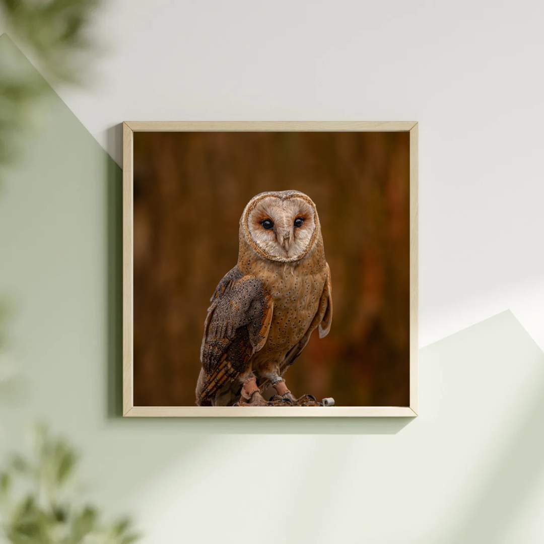 Barn owl portrait.