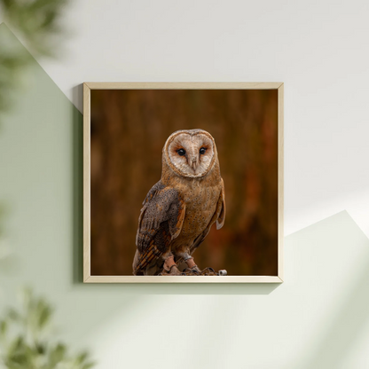 Barn owl portrait.
