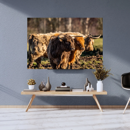 Three Highland Cattle Rustic print.