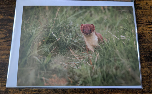 Stoat,Greeting card.