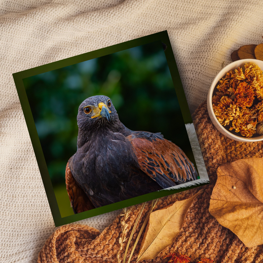 Harris hawk portrait.