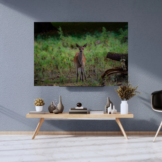 "Young Red Deer calf in Natural Habitat – Wildlife Photography limited edition Print"
