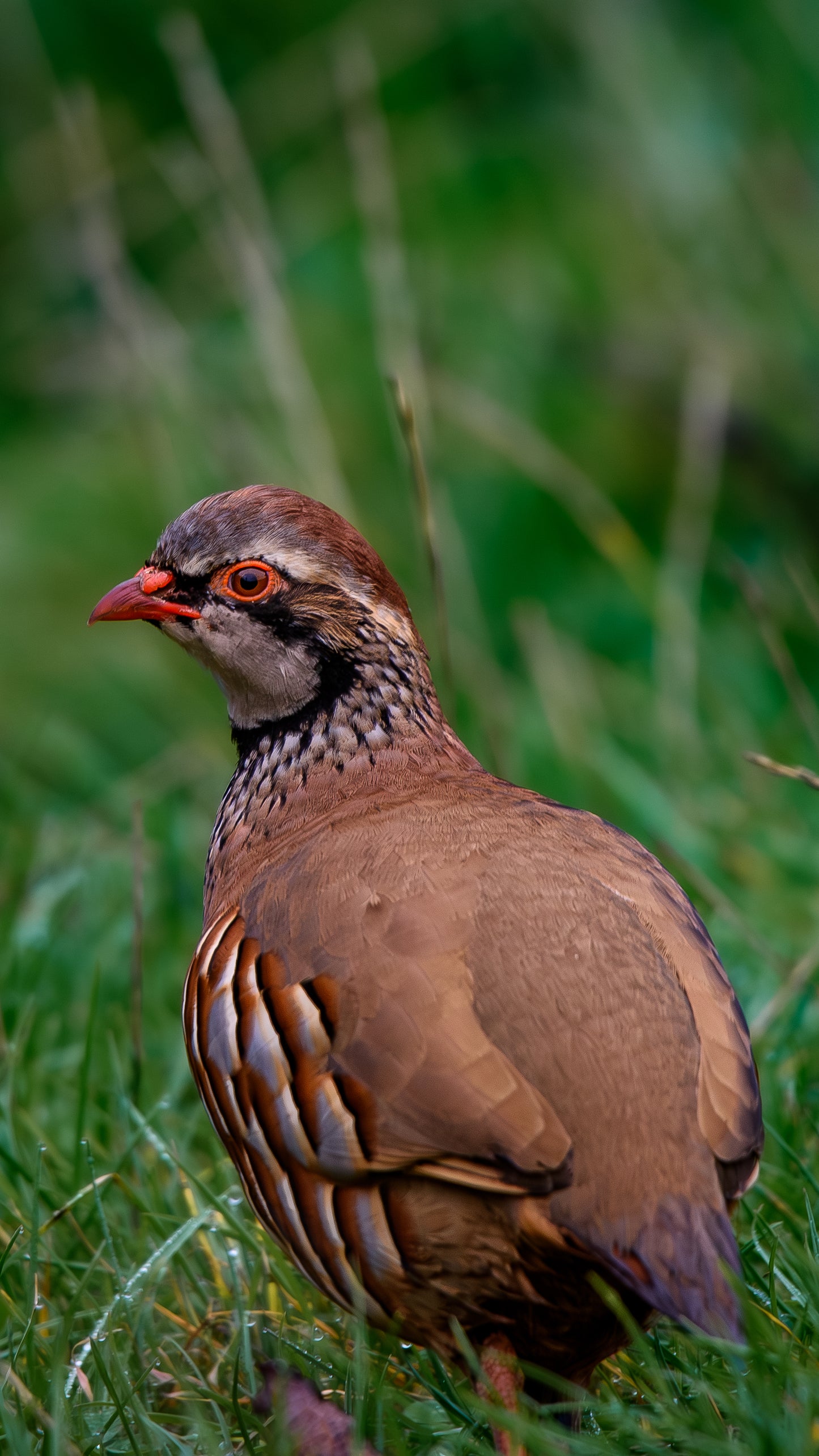 Colourful partridge - Digital Download / I phone / Android - Screensaver.