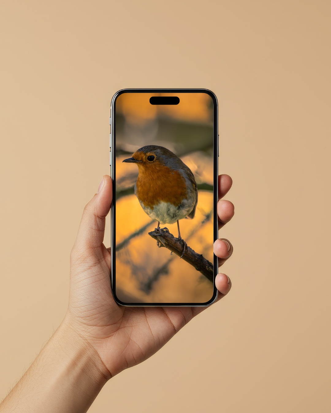 Robin - FREE Digital Download / I phone / Android - Screensaver.