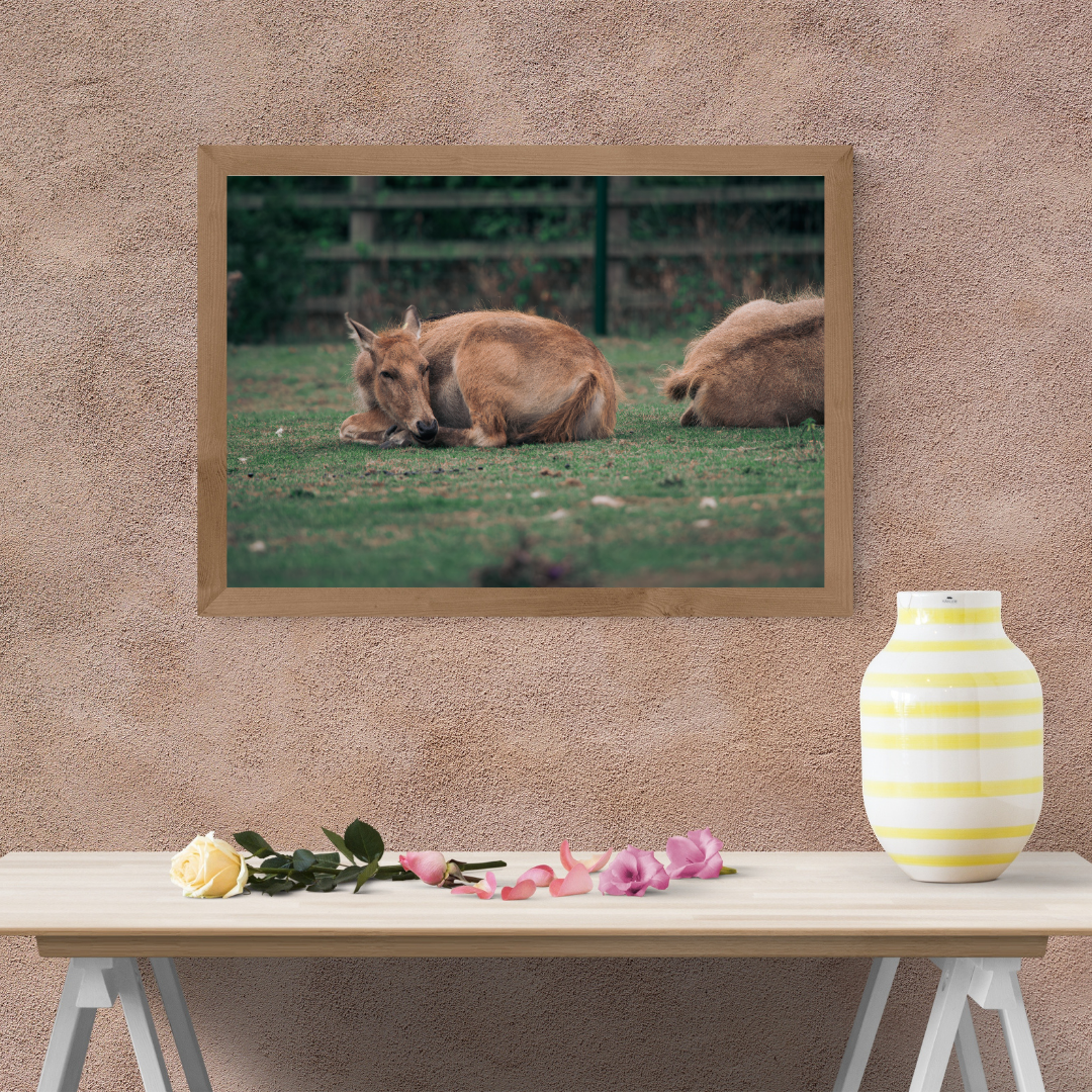 Majestic David’s Deer Wildlife Photography Print.
