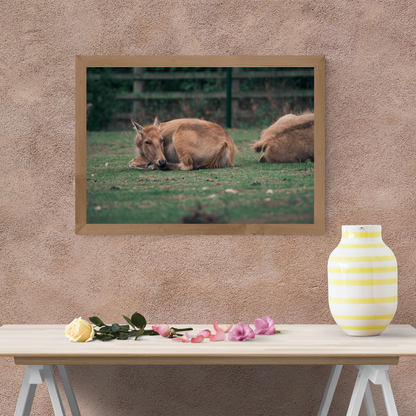 Majestic David’s Deer Wildlife Photography Print.