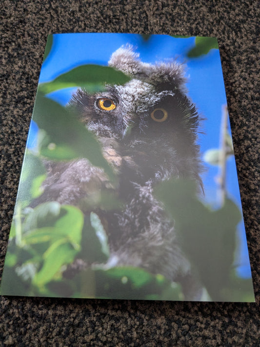 Golden gaze/Nature and wildlife Magic – A5 Blank Greeting Card