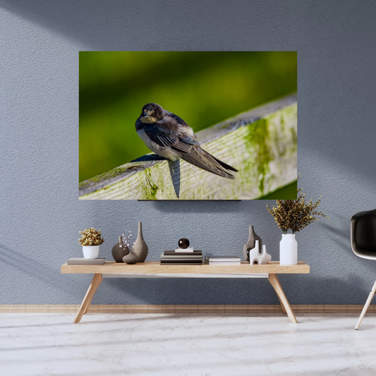 Swallow Photography Print – Countryside Wildlife Wall Art, Nature Photography for Bird Lovers