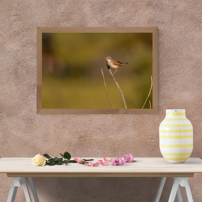 Striking White throat in Golden Morning Mist – Nature Print
(Landscape)