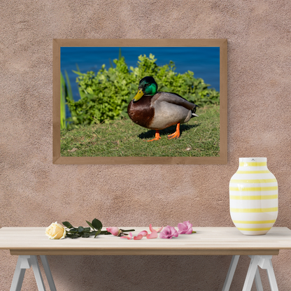 "Still Waters – Male Mallard Duck at the Edge"