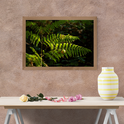 Tranquil Green Woodland Path fern – Nature Photography for Calm and Mindfulness.